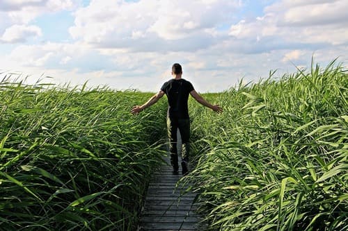 Homme vu de dos, se promenant dans un champ tout en effleurant les feuillages. Illustration des sophro-balades et sophro-dégustations en pleine nature, combinant relaxation, éveil des sens et connexion avec l'environnement.